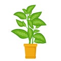 Dieffenbachia tree house plant in flower pot. Decorative indoor houseplant. Office and house plant.