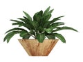 Dieffenbachia with variegated leaves