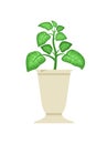 Dieffenbachia in White Vase Vector Illustration Royalty Free Stock Photo