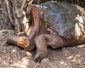 Diego, a giant tortoise at the Charles Darwin Research Center located in Puerto Ayora, Santa Cruz Island.