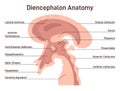 Diencephalon. Region of human neural tube that gives rise to anterior