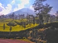 Dieng plateau forest Royalty Free Stock Photo