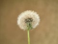 Diente de Leon ,  beautiful dandelion Royalty Free Stock Photo