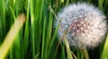 Diente de leon Royalty Free Stock Photo