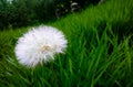 Diente de leon Royalty Free Stock Photo