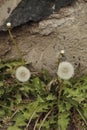 Diente de LeÃÂ³n en pared de Adobe, Vertical