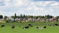 Dieren cows Holland