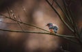 Buchfink im Herbst auf einem Ast - GemÃ¼tliche AtmosphÃ¤re im Wald