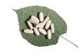 Dietary supplements in tablets lie on a leaf from a tree. isolated object Royalty Free Stock Photo