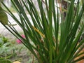 Dietes bicolor, African iris, biweek lily or yellow wild iris, is a clump-forming rhizome annual plant with long sword-like pale Royalty Free Stock Photo