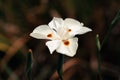 Dietes bicolor, the African iris, fortnight lily or yellow wild iris flower. Guasca, Cundinamarca Department, Colombia