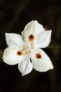 Dietes bicolor, the African iris, fortnight lily or yellow wild iris flower. Guasca, Cundinamarca Department, Colombia