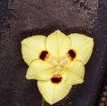 flower from africa dietes bicolor