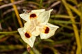 flower from africa dietes bicolor