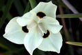 Dietes bicolor, Butterfly flag Royalty Free Stock Photo