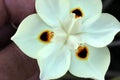 Dietes bicolor, Butterfly flag Royalty Free Stock Photo