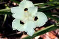 Dietes bicolor, Butterfly flag Royalty Free Stock Photo