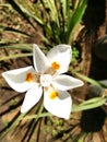 Dietes Royalty Free Stock Photo