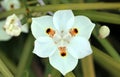 Dietes bicolor, Butterfly flag Royalty Free Stock Photo