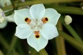 Dietes bicolor, Butterfly flag Royalty Free Stock Photo