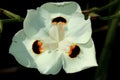 Dietes bicolor, Butterfly flag Royalty Free Stock Photo