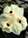 Dietes bicolor, Butterfly flag Royalty Free Stock Photo