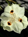 Dietes bicolor, Butterfly flag Royalty Free Stock Photo