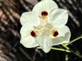 Dietes bicolor, Butterfly flag Royalty Free Stock Photo