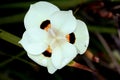 Dietes bicolor, Butterfly flag Royalty Free Stock Photo