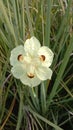 Dietes bicolor, commonly called African iris, comes from South Africa.