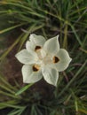 Dietes bicolor flower in Bandung city