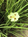 Dietes bicolor flower in the garden Royalty Free Stock Photo