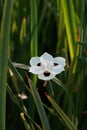 Dietes bicolor variously known as African iris or fortnight lily Pale yellow flower against green foliage. Royalty Free Stock Photo