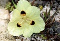 South African indigenous flowers, pale yellow African Iris Royalty Free Stock Photo