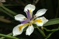 Dietes grandiflora Royalty Free Stock Photo