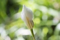 Dietes Grandiflora Flower Bud, Large Wild Iris, Fairy Iris Royalty Free Stock Photo