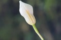 Dietes Grandiflora Flower Bud, Large Wild Iris, Fairy Iris Royalty Free Stock Photo