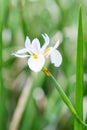 Dietes grandiflora flower Royalty Free Stock Photo