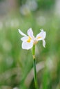 Dietes grandiflora flower