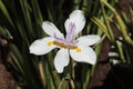 Dietes grandiflora flower Royalty Free Stock Photo