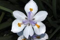 Dietes grandiflora, Large Wild Iris, Fairy Iris