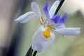 Dietes Grandiflora Wild Iris Close Up Royalty Free Stock Photo