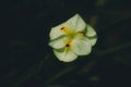 Dietes or Neomarica small tropical flower iris Royalty Free Stock Photo