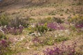 Diferent tipes of flowers in the flowering desert in Atacama, Ch