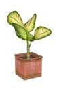 Diffenbachia in a pot - a plant of a genus that includes dumb cane and its relatives