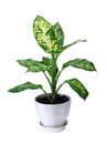 Diffenbahia or Dieffenbachia Royalty Free Stock Photo
