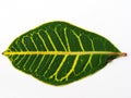 Diffenbahya plant leaf