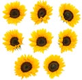 Differen Sunflowers isolated on white