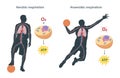 Difference between aerobic and anaerobic respiration