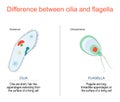 Cilia and flagella. Paramecium and Chlamydomonas Royalty Free Stock Photo